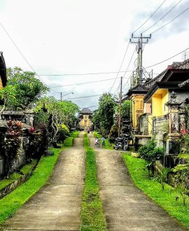 Delodsema Village Taro